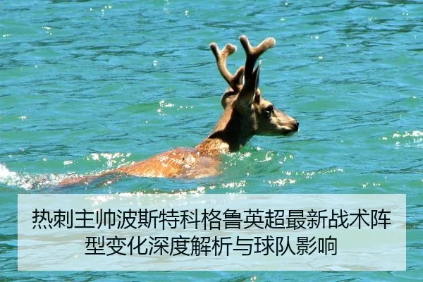 re-ci-zhu-shuai-bo-si-te-ke-ge-lu-ying-chao-zui-xin-zhan-shu-zhen-xing-bian-hua-shen-du-jie-xi-yu-qiu-dui-ying-xiang-2-613.jpg